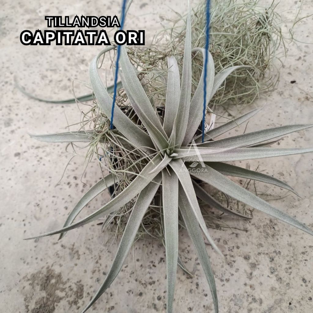 Tillandsia Capitata
