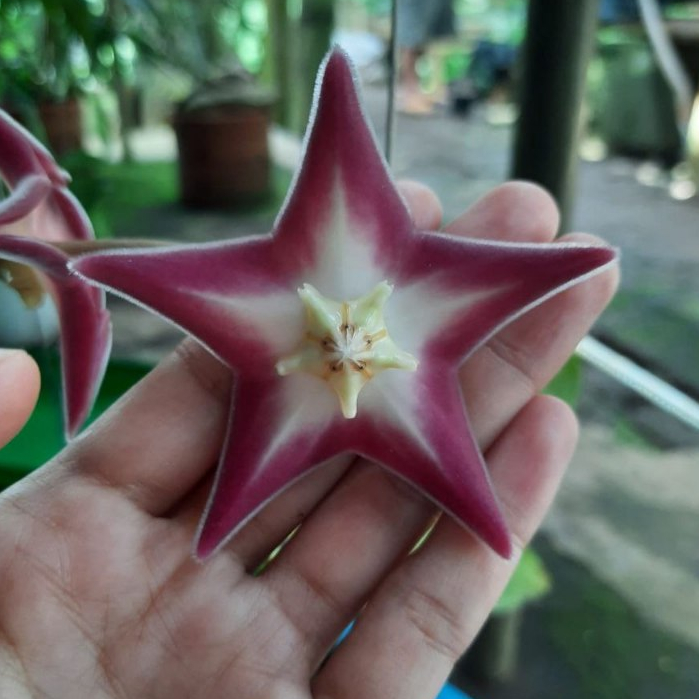 Tanaman Hias Hoya Stenaokei Spesies Papua