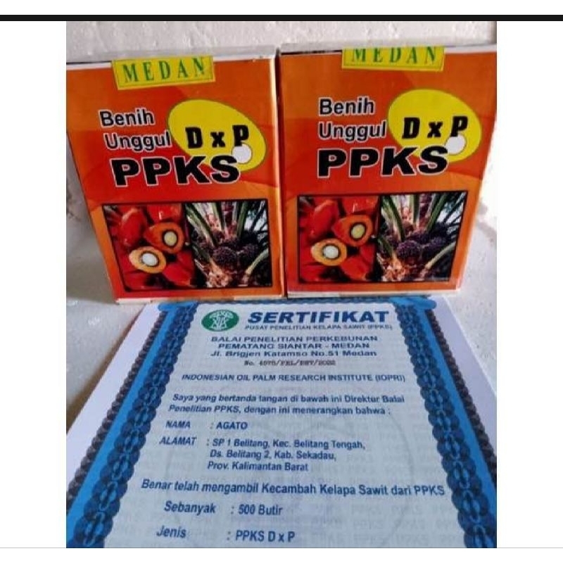 Benih Bibit Polong Kecambah Sawit PPKS DXP 540 pelepah pendek