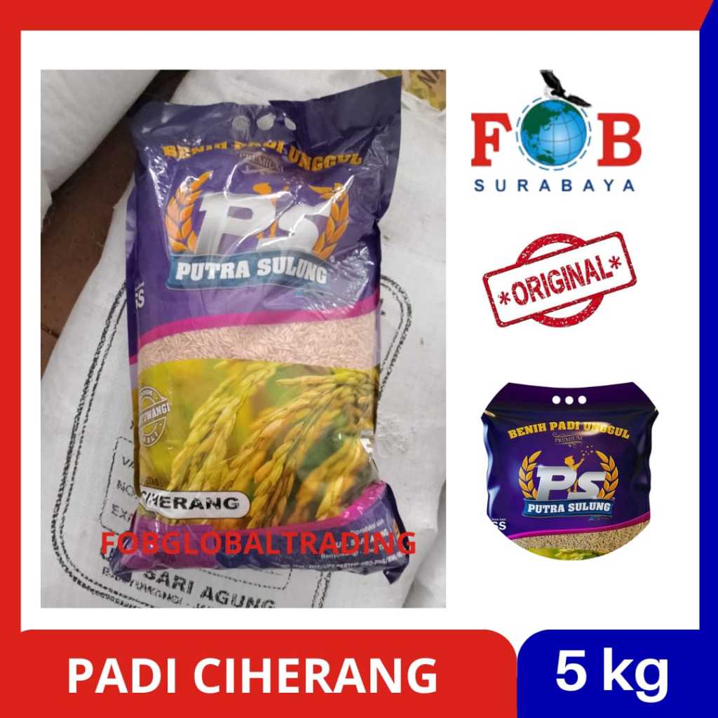 BENIH PADI CIHERANG 5 KG PRODUK PUTRA SULUNG