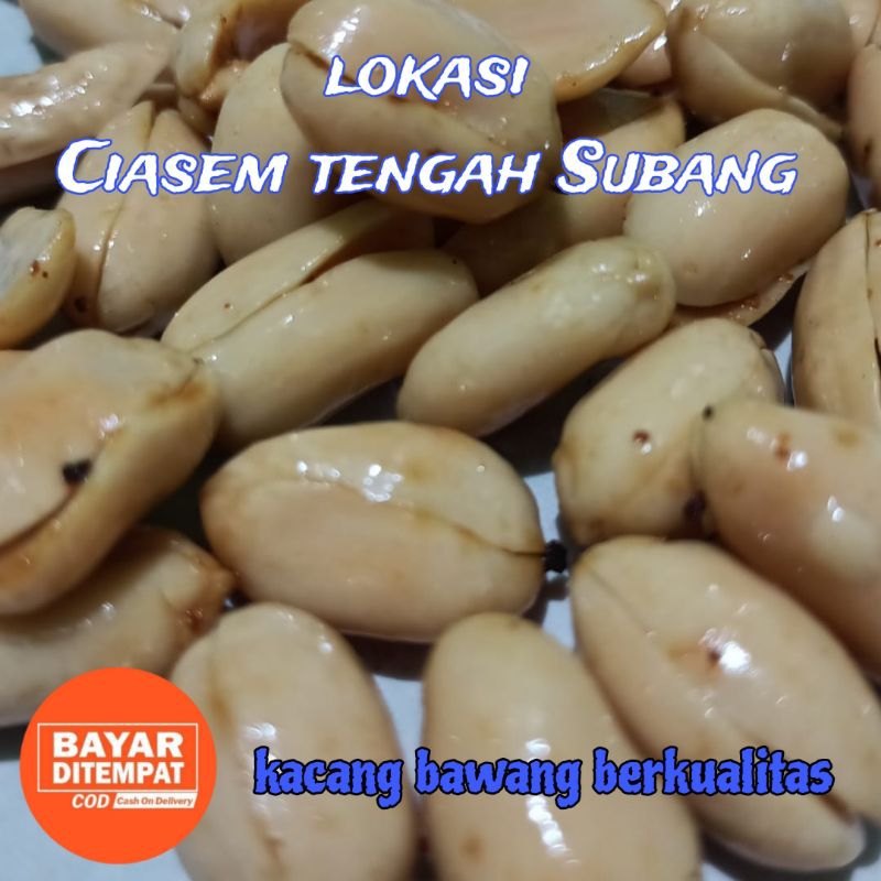 

1000 g KACANG BAWANG SUPER BERKUALITAS GURIH RENYAH RASA BAWANG PUTIH MANTAP..