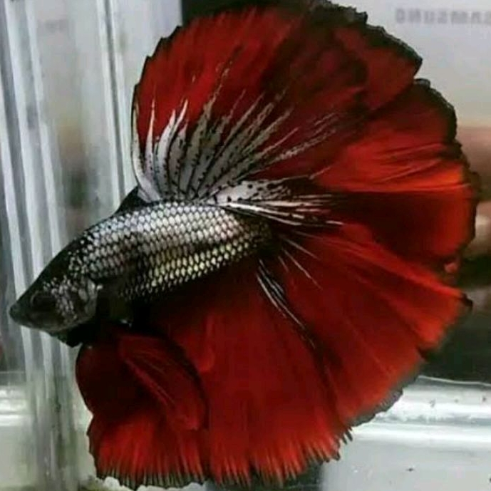 Ikan Cupang HM Rosetail Warna Red Cooper Ukuran L+ Murah Berkualitas