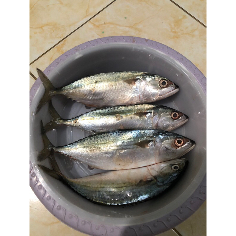 

Ikan Kembung Banjar