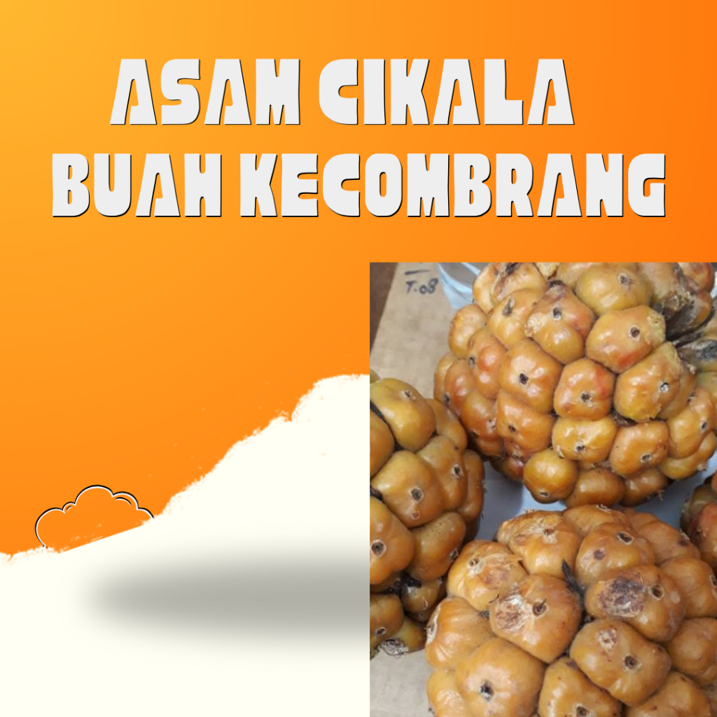 

Asam Cikala Patikala Buah Kecombrang 250gram JAC