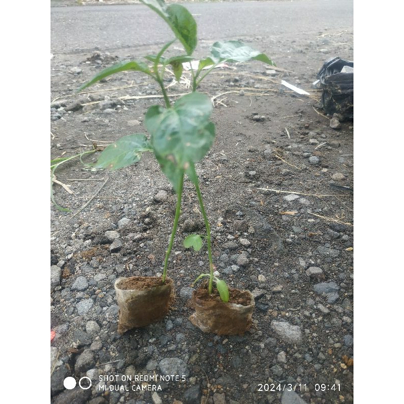 

bibit cabai rawit merah
