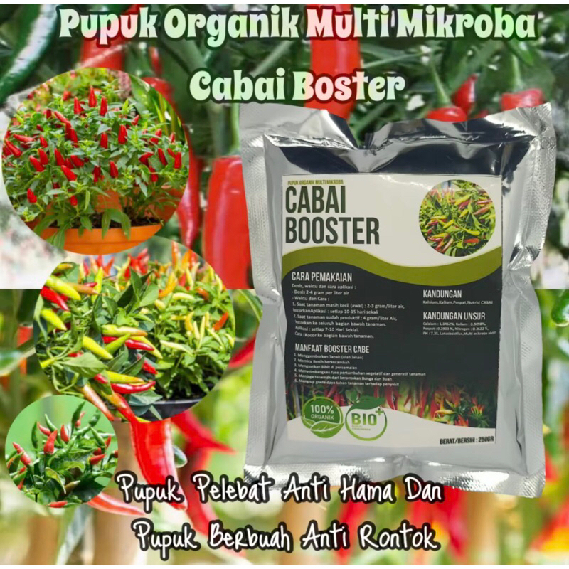 Pupuk Boster Cabe Cepat Berbuah Lebat Pupuk Pelebat Cabe Rawit