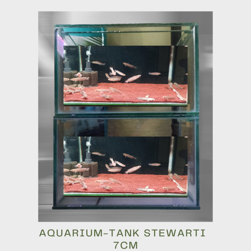 Channa Stewarti Karbialong 6 7 10 15cm Chana Grade A+++ Full Dot Galak termurah Se Indonesia