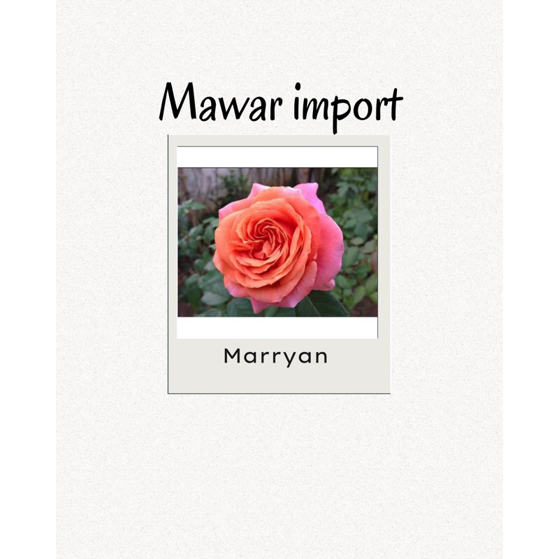 Mawar Import MARIAN Kelopak besar wangi