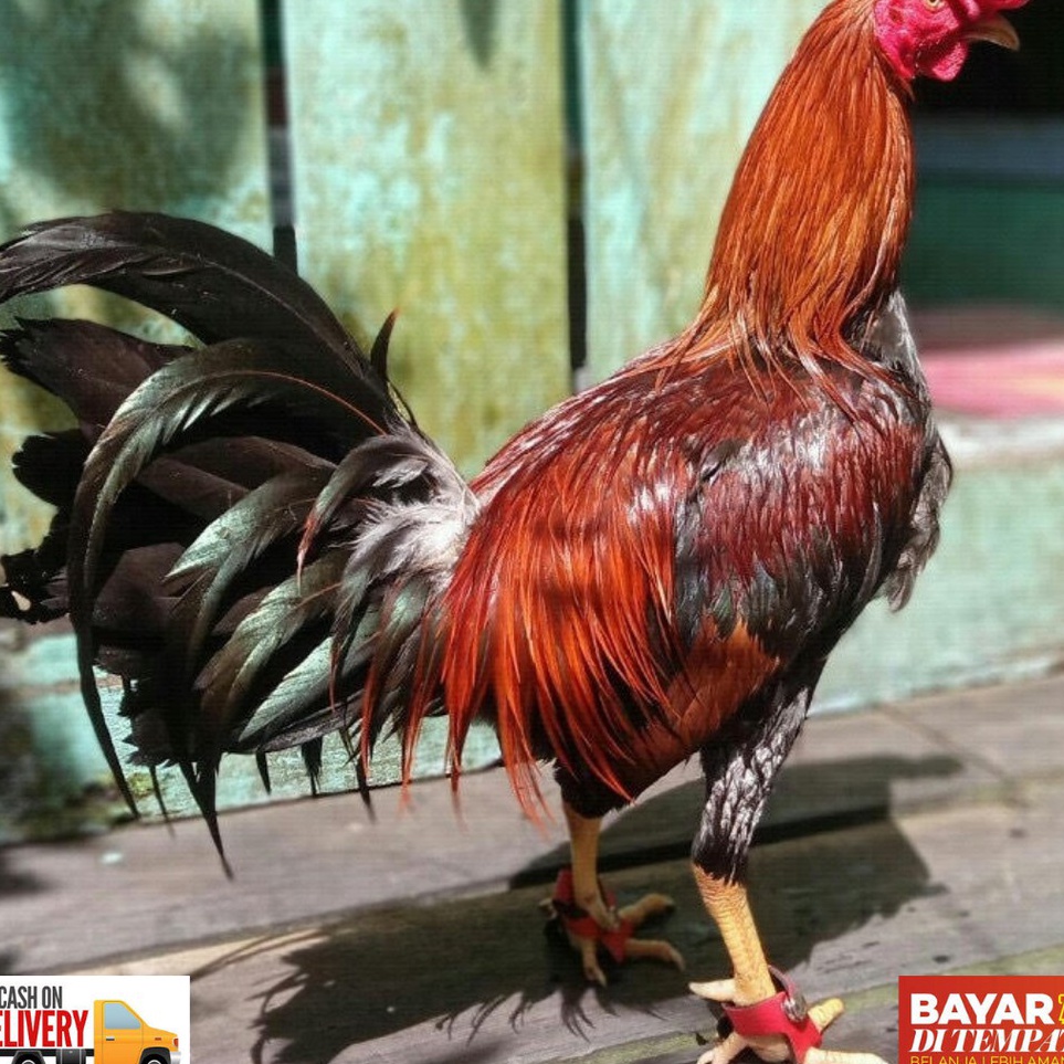Spesial Item sepatu ayam anti bubul untuk ayam philipin peru dan lainnya