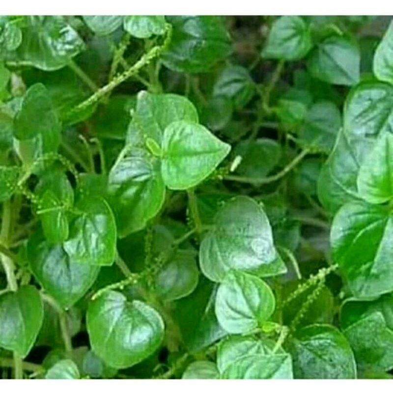 Daun Sirih Cina 1 Kg / Daun Tumpang Air / Tanaman Sirih Cina Ketumpang Air / Daun Sirih Cina Segar /