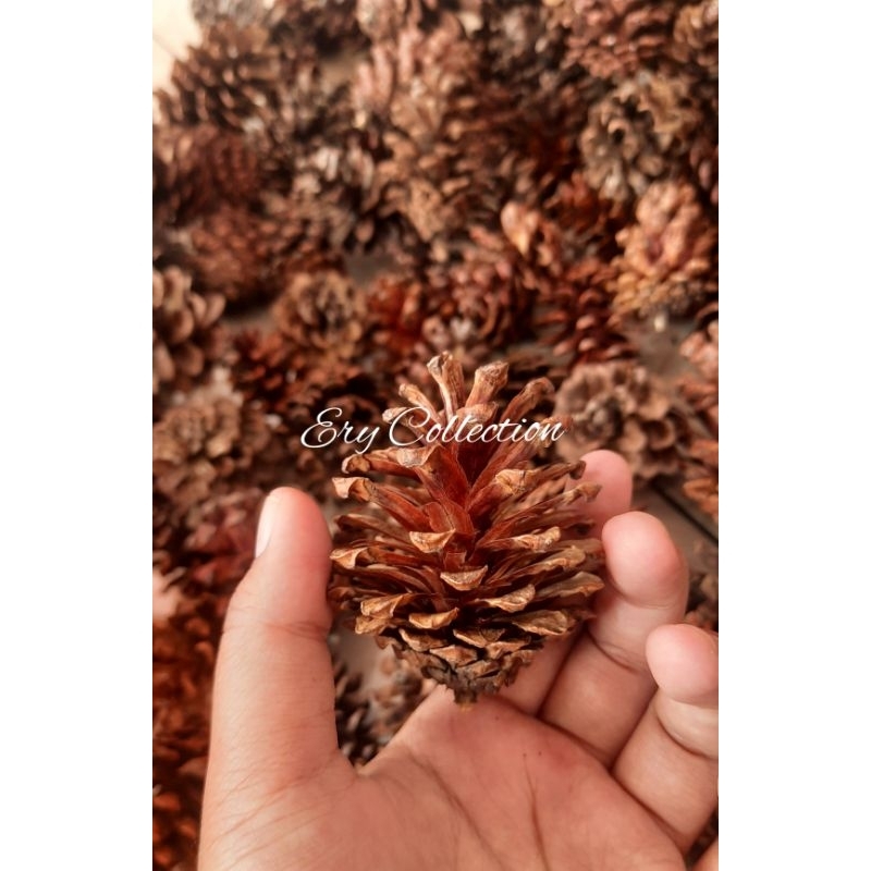 [ 5 biji ] Biji pinus/ bunga pinus kering MURAH (SEDANG/BESAR)