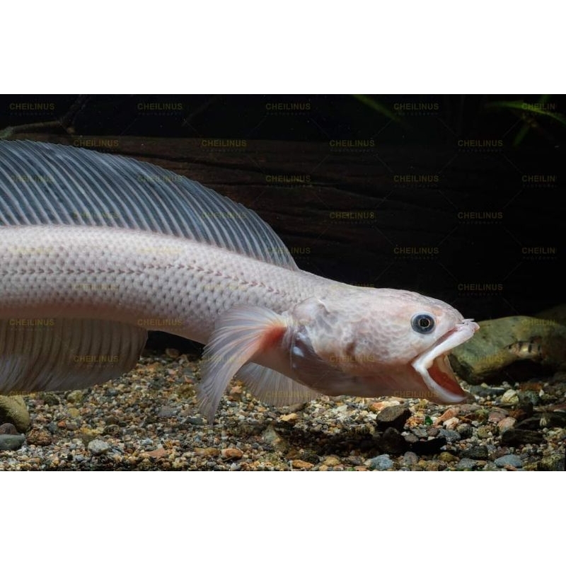 PLATINUM RARE ASIATICA LEUCISTIC ikan sultan display