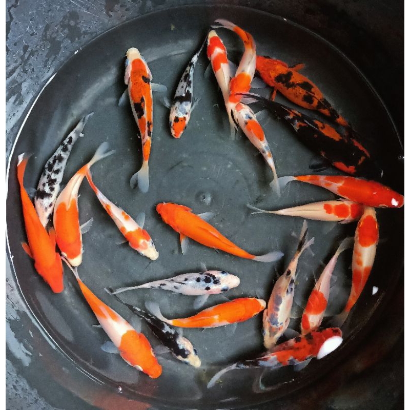 Ikan Koi Kecil Mix Ukuran 10-15 cm