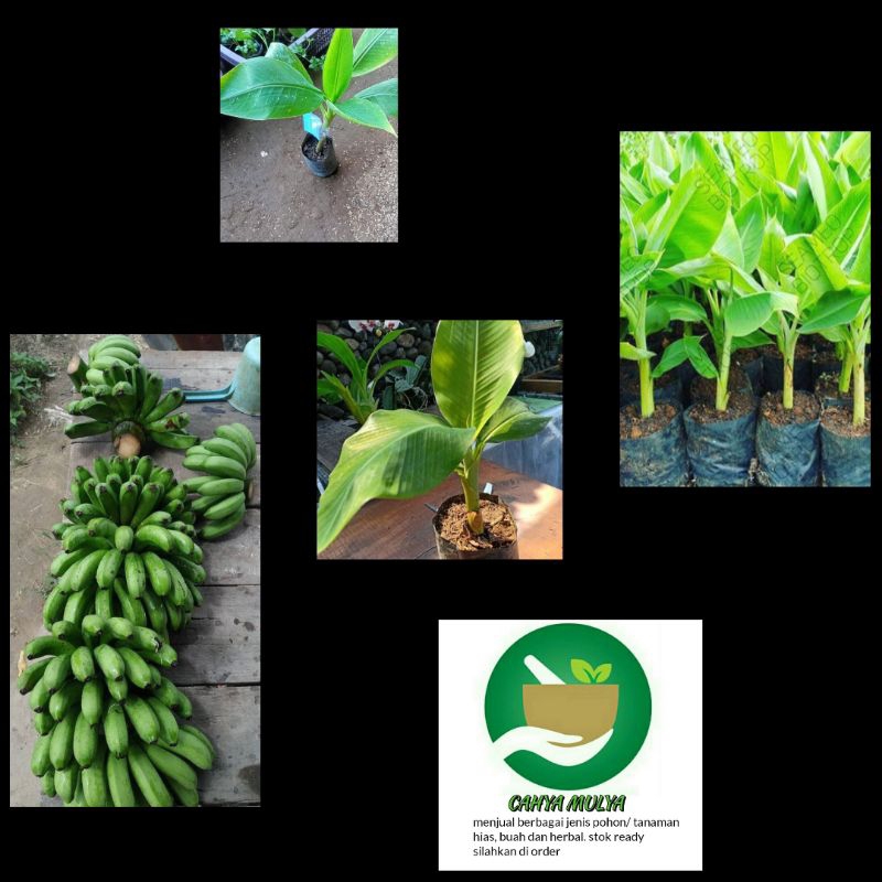 bibit pohon buah pisang barangan