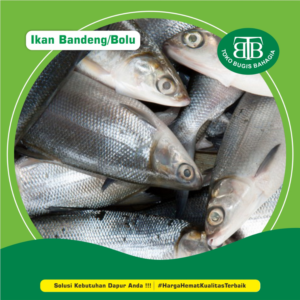 

Ikan Bolu/Bandeng , Murah Makassar, Pasar Terong Makassar