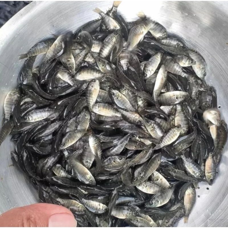 Bibit Benih Ikan Nila Mujair Hitam ½ - Gratis Pelet