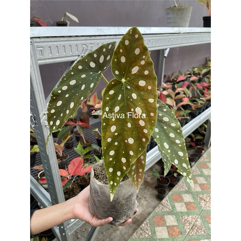 Begonia Polkadot Begonia Polkadot Maculata