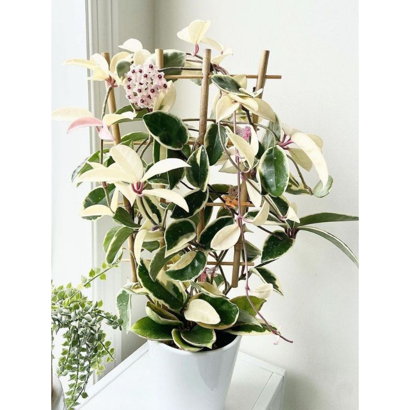 Tanaman Hias Hoya Cornosa Tricolor