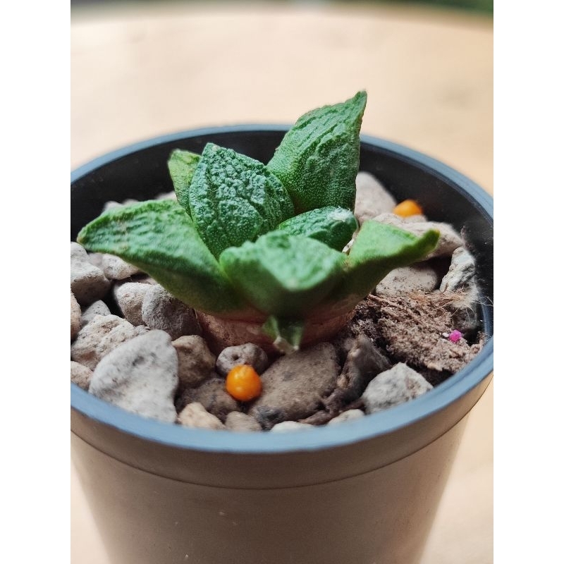 Kaktus ariocarpus godzilla