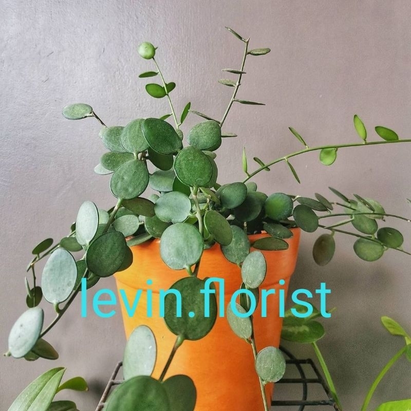 Xerosicyos danguyii / xerocicyos danguyii /silver dollar / hoya bibit tanaman hias bunga indoor gant