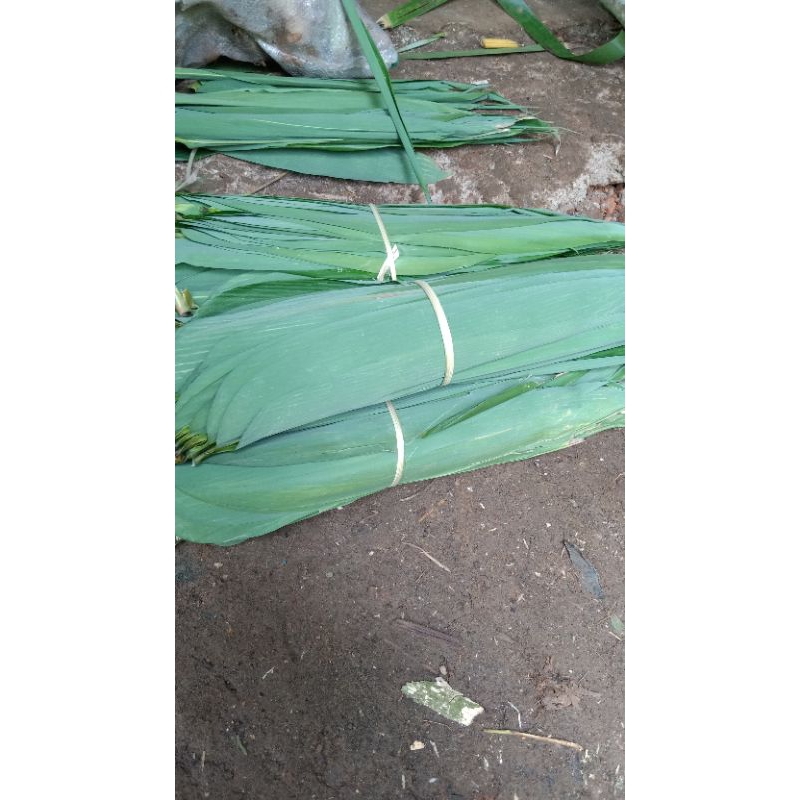 

daun bambu per 50 lmbr