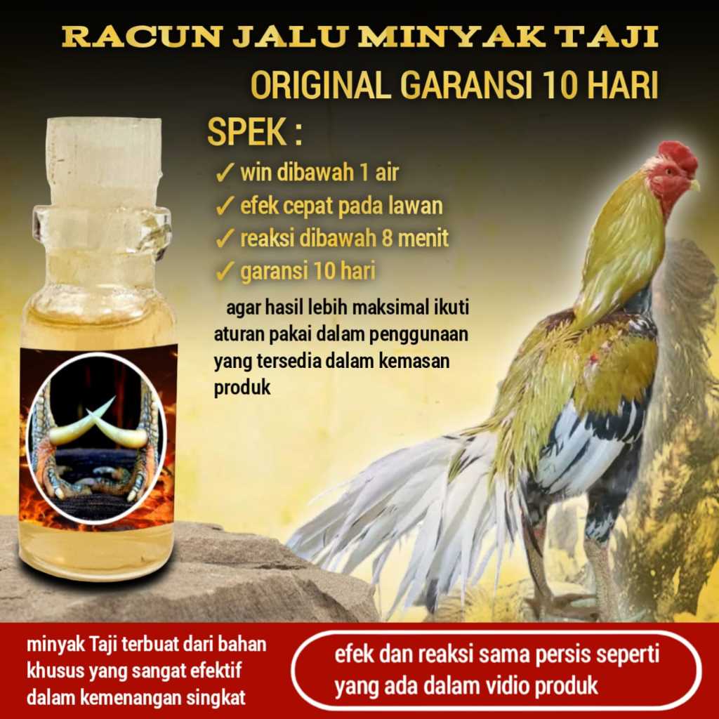 doping ayam bangkok tarung minyak taji