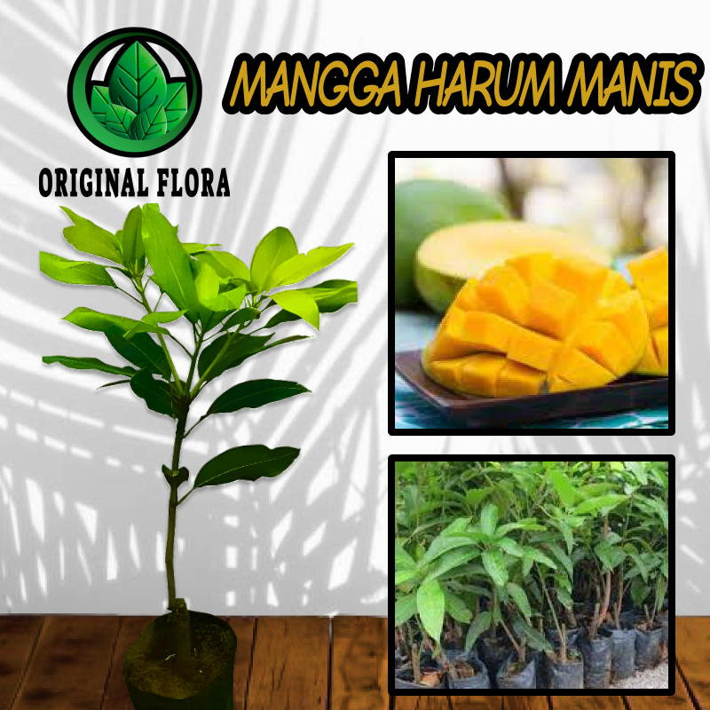 Bibit Mangga Harum Manis Pohon Mangga Bibit Buah Mangga Harum Manis