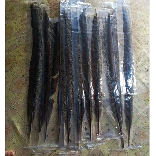 Bulu ekor ruai/juai Hiasan Kepala Properti Menari Dayak Kalimantan