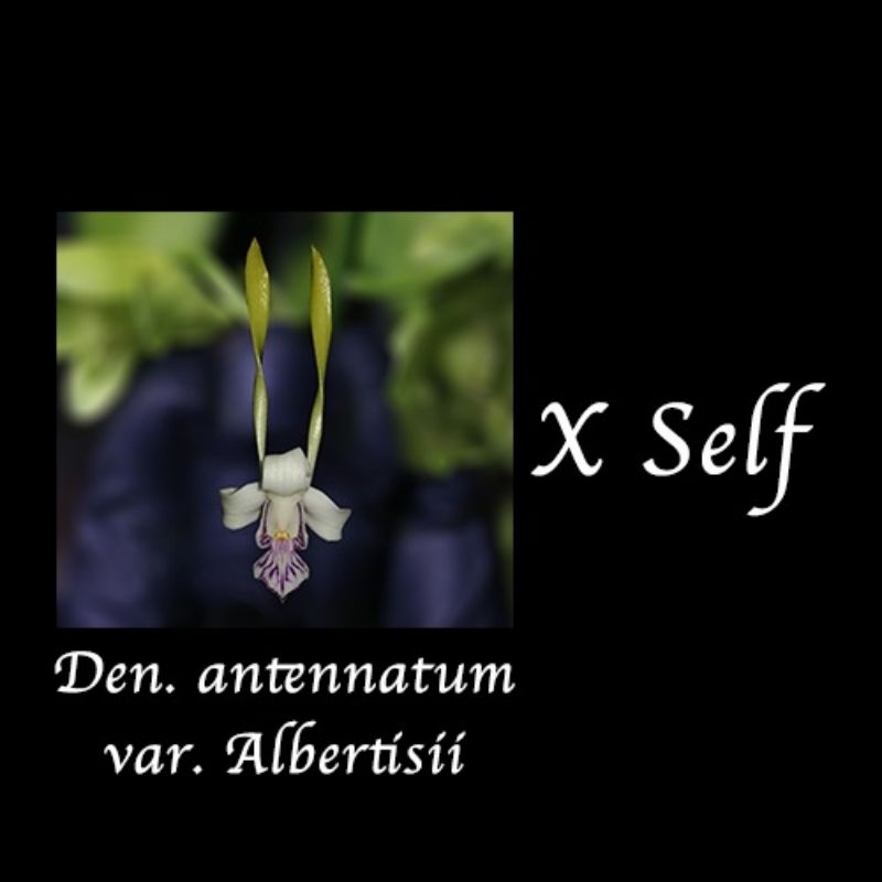 Botolan Dendrobium antennatum var. Albertisii