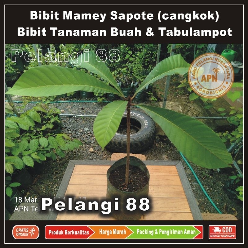 Bibit Mamey Sapote , Bibit Buah Mamey Sapote , Bibit Tanaman Buah & Aneka Tabulampot , Mamey Sapote