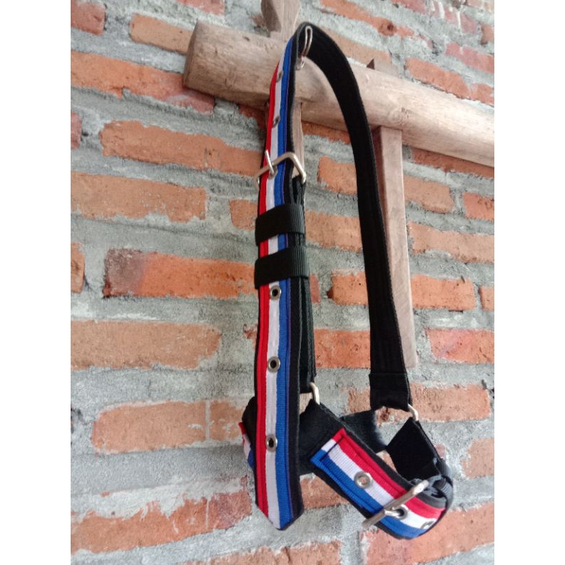 BRANGUS SAPI/HALTER SAPI KEREN BERKUALITAS