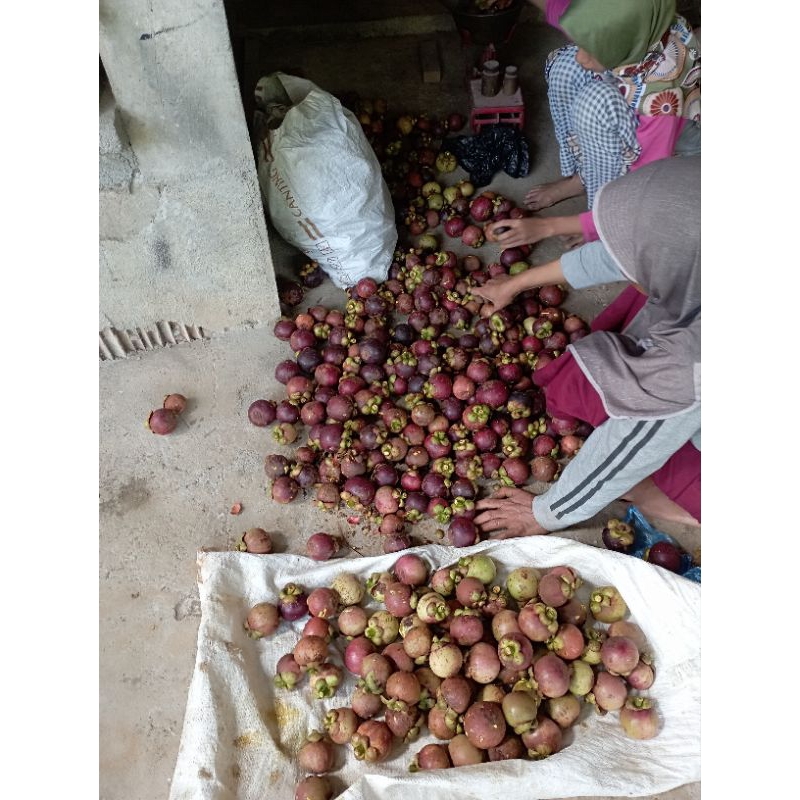 

kulit manggis kering