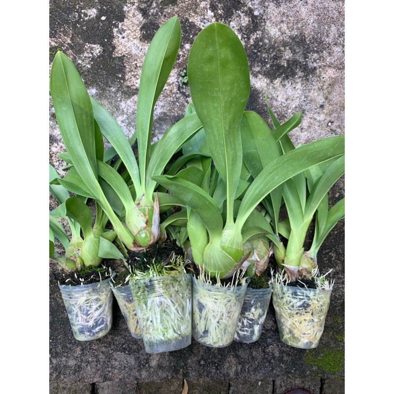 Grammatophyllum Martae species Filipina