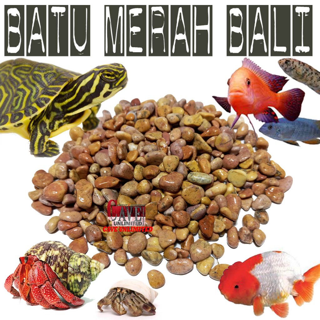 BATU ALAM MERAH BALI KERIKIL KORAL ALAS DASAR KANDANG KURA-KURA AIR HIASAN AKUARIUM AQUASCAPE IKAN H