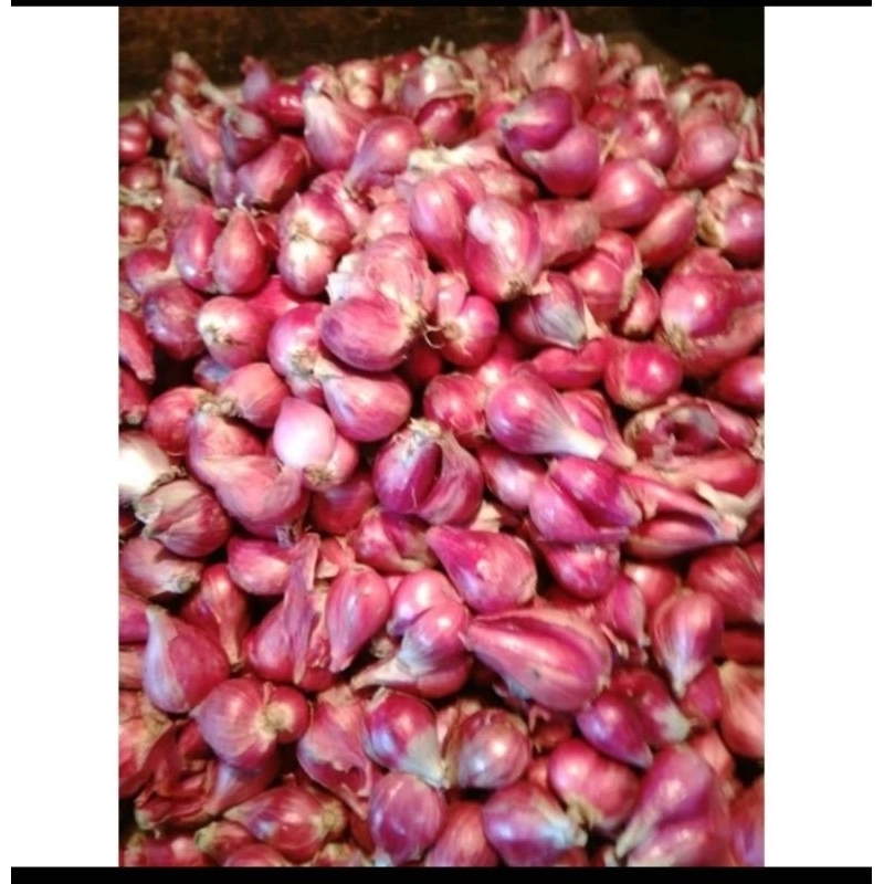 

bawang merah ukuran kecil 1kg