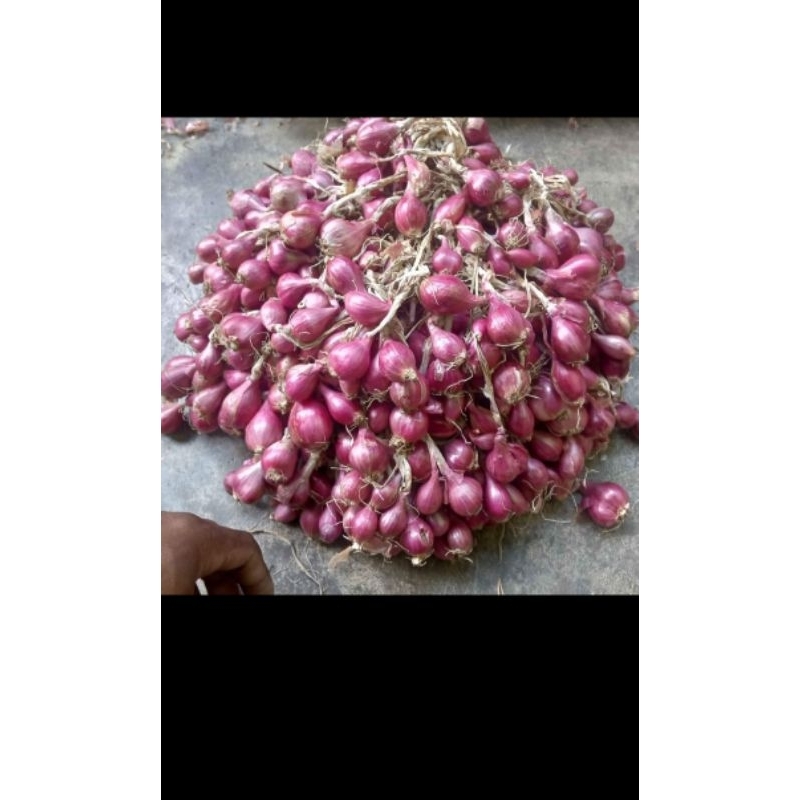 

BAWANG MERAH LOKAL 1 kg