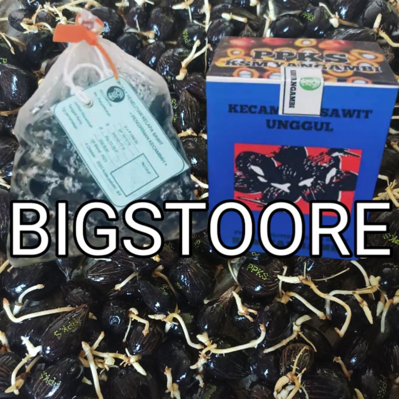 bibit kecambah kelapa sawit unggul yangambi isi 250 butir