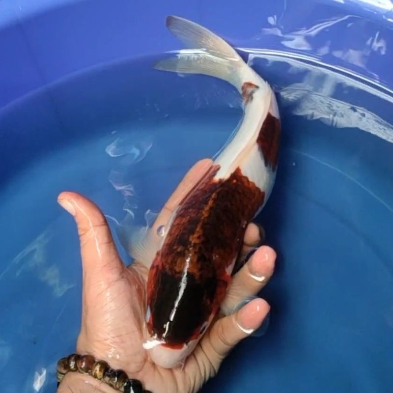 Ikan Koi Blitar Jenis Goromo / Rumah Koi Jakarta / kode 005