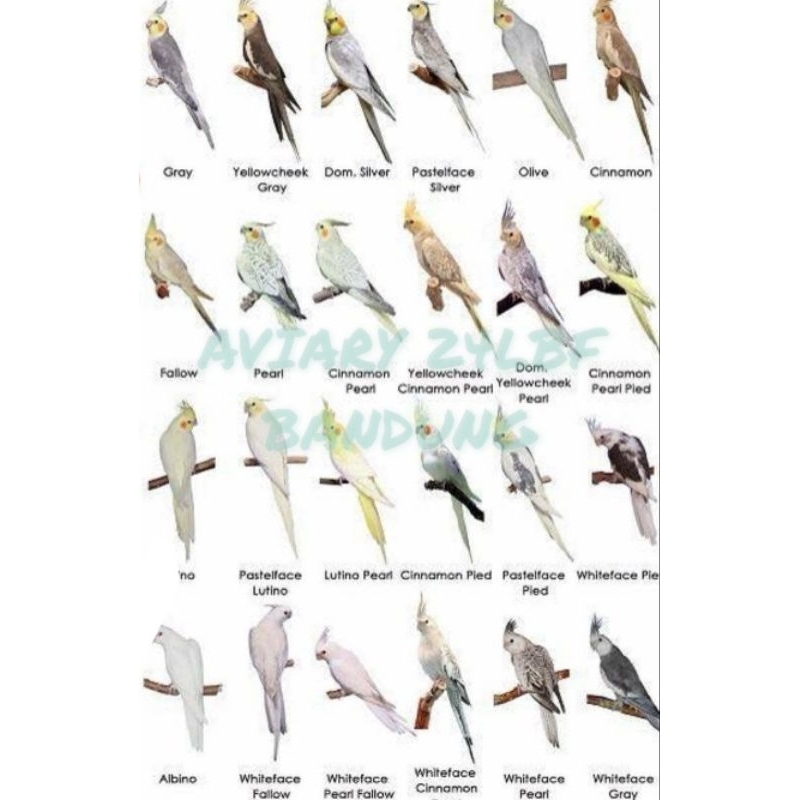 burung FALK / COCKATIEL / Parkir Australia.