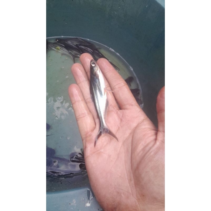 bibit ikan patin ukuran 7-8 cm paket 100 ekor