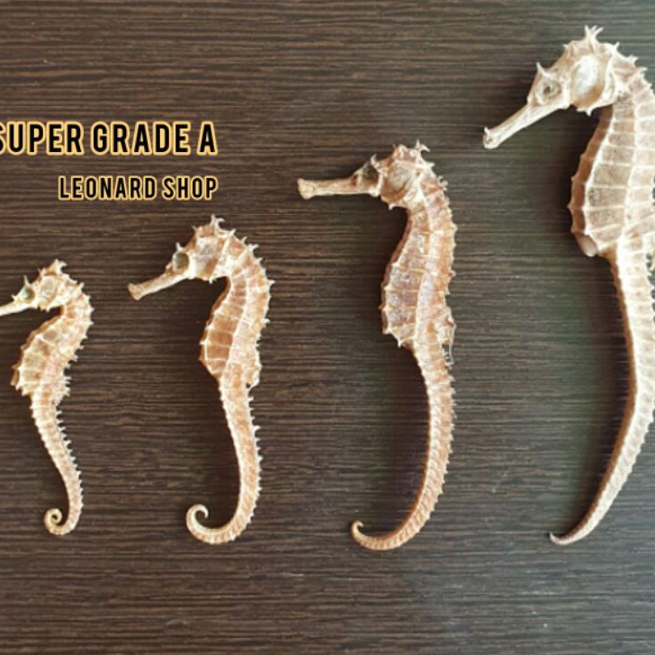 

55 COD KL HAI MA KERING SUPER HERBAL OBAT KESUBURAN PRIA WANITA HAIMA HAI MHA GINSENG RENDAMAN PIL KAPSUL NAGA LAUT SEAHORSE TERIPANG HAISOM SIRIP IKAN HISIT PENAMBAH STAMINA KUAT PERUT IKAN HUPIO GELEMBUNG REN SHEN SUBUR