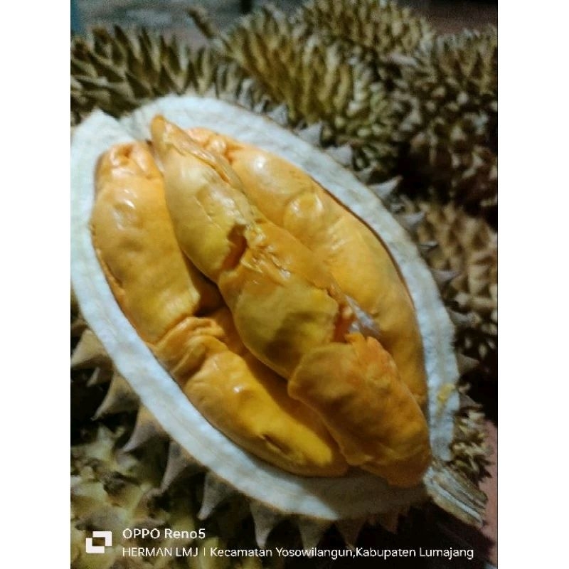 

durian jenis simas orange (non kolestrol)