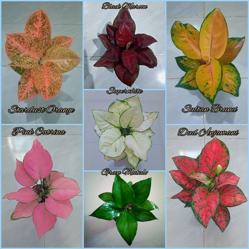 Bunga aglonema paket 7 jenis