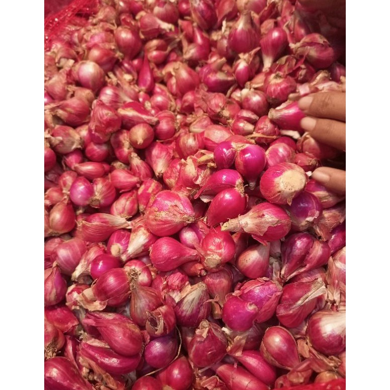 

WFQ164 Ready Stok Bawang merah Brebes 5 gr
