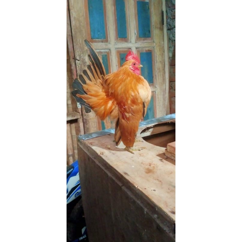 

TELUR AYAM HIAS SERAMA UNTUK DI TETASKAN