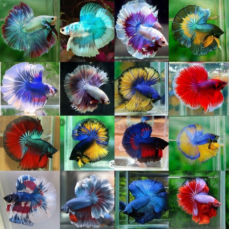 IKAN CUPANG HALFMOON SIZE M-M+ BERKUALITAS