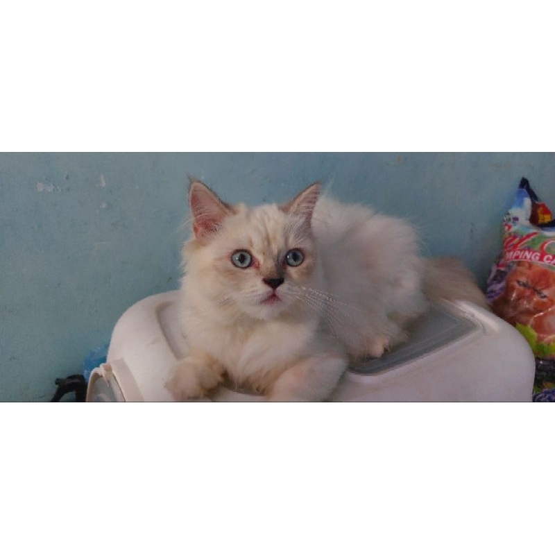 kucing persia longhair betina