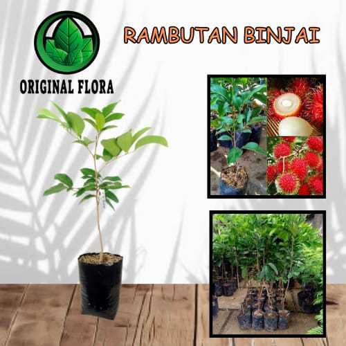 Bibit Rambutan Binjai Pohon Rambutan Bibit Buah Rambutan Binjai