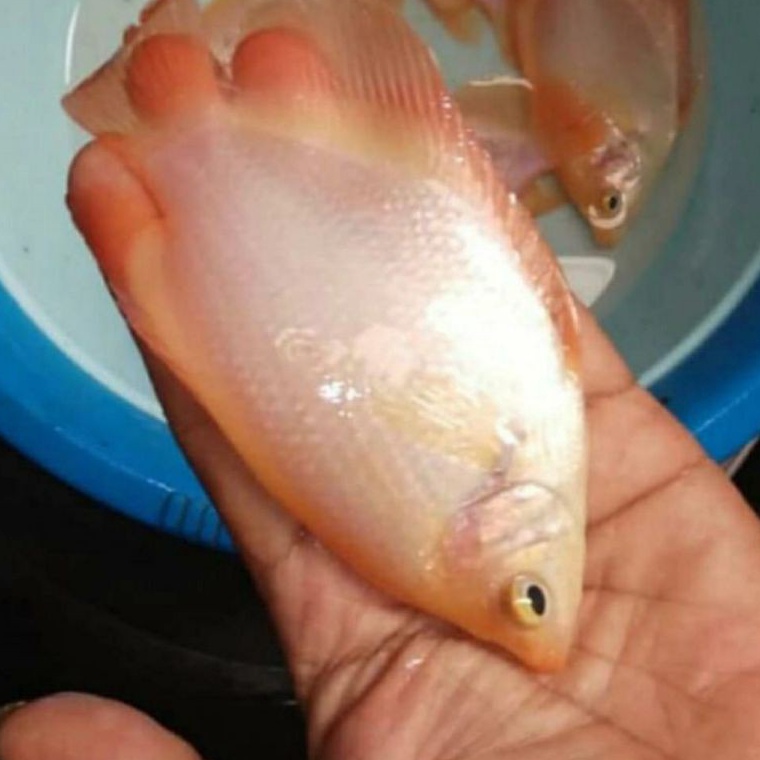 bibit ikan gurame Padang 3 sampai 4 jari ART J6M3