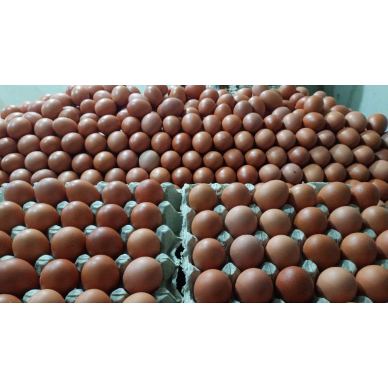 

telur ayam negri /1kg isi 16 butir telur berkualitas telur fres